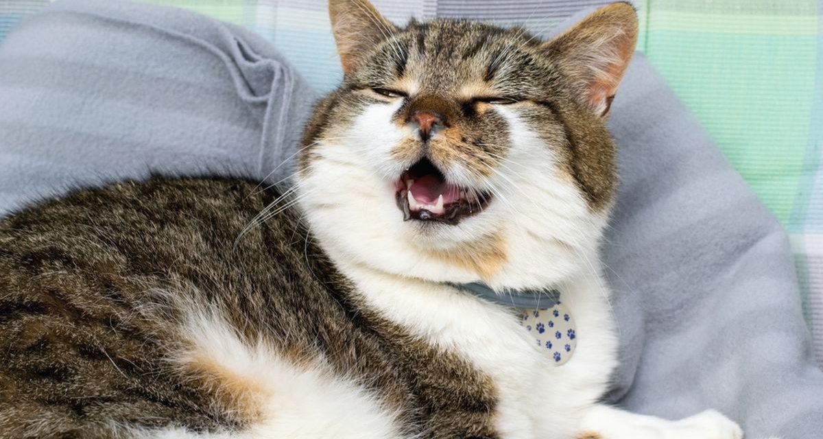 Fakta Menarik Di Balik Suara Mendengkur Kucing, Perlu Di Ketahui