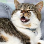 Fakta Menarik Di Balik Suara Mendengkur Kucing, Perlu Di Ketahui