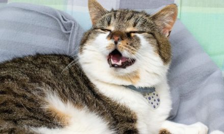 Fakta Menarik Di Balik Suara Mendengkur Kucing, Perlu Di Ketahui