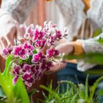 Tanaman Bunga Pembawa Hoki: Ciptakan Energi Positif Di Rumah