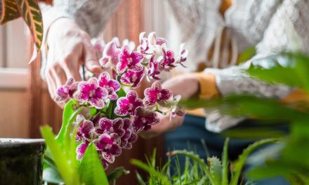 Tanaman Bunga Pembawa Hoki: Ciptakan Energi Positif Di Rumah