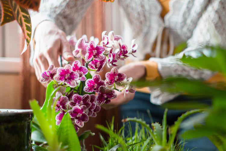 Tanaman Bunga Pembawa Hoki: Ciptakan Energi Positif Di Rumah